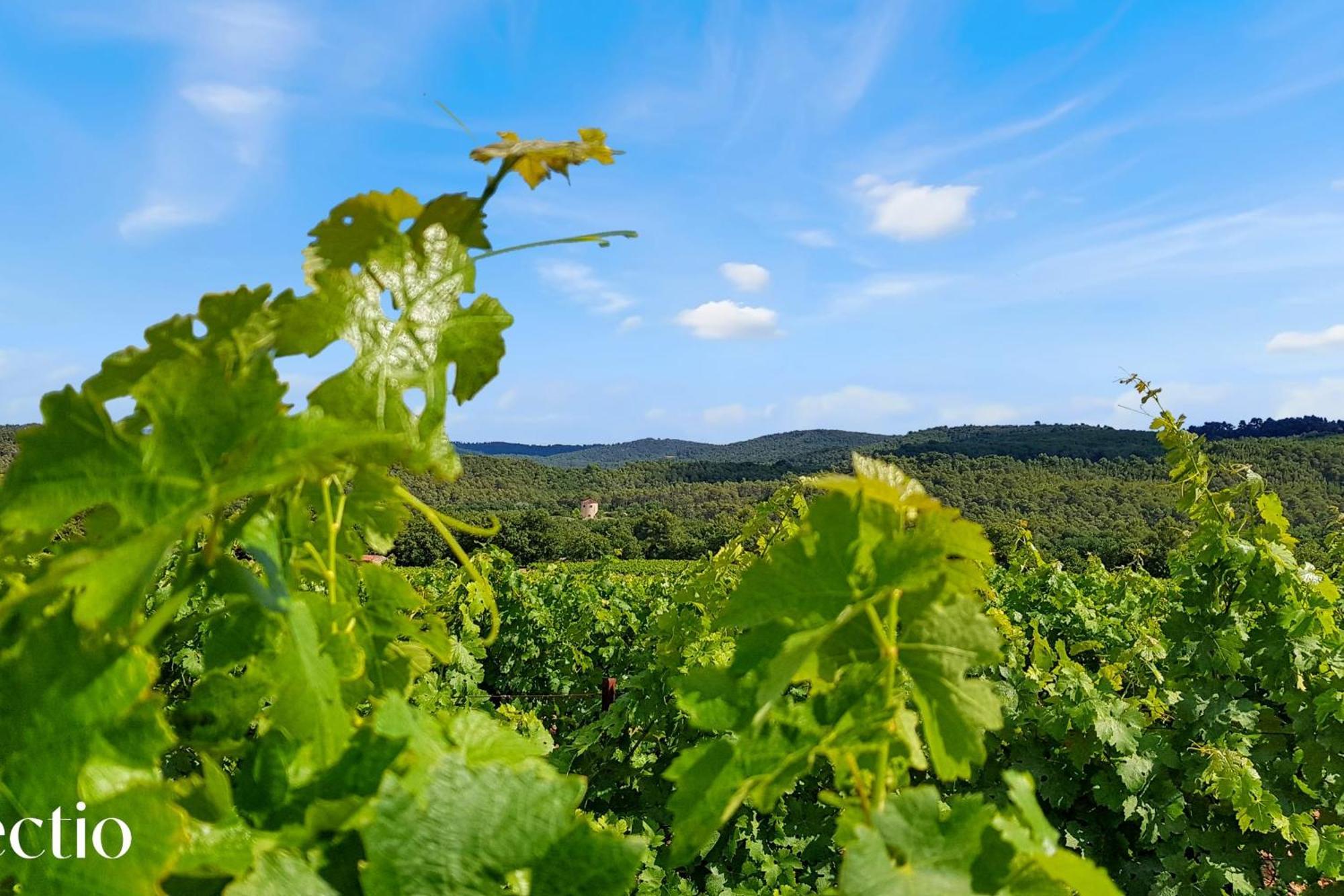 Aparthotel Bastide Domaine Tour Campanets Le Puy-Sainte-Réparade Zewnętrze zdjęcie