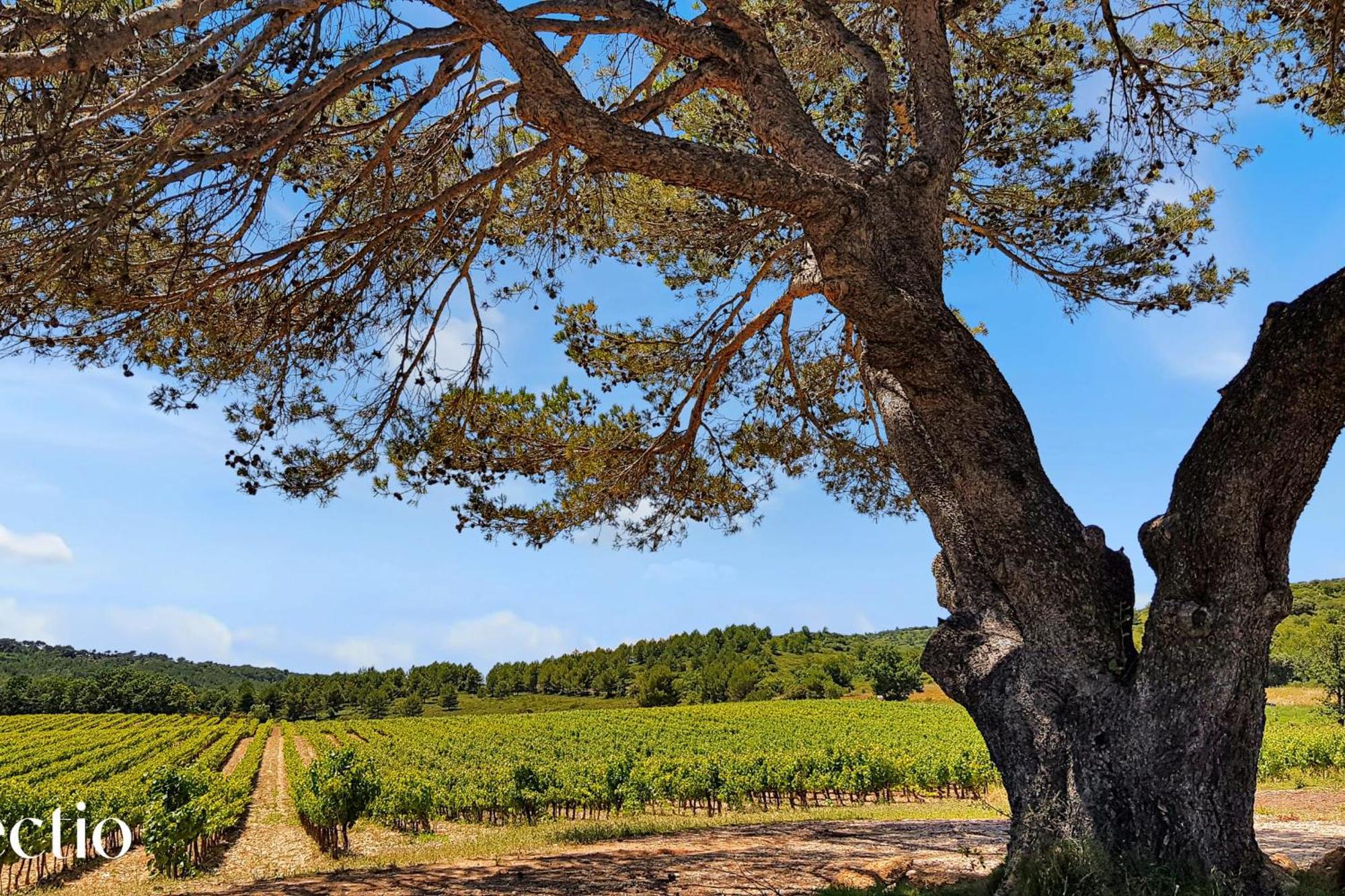 Aparthotel Bastide Domaine Tour Campanets Le Puy-Sainte-Réparade Zewnętrze zdjęcie